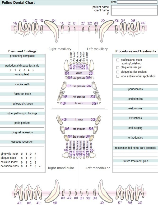 feline dental chart