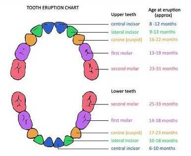teeth eruption chart