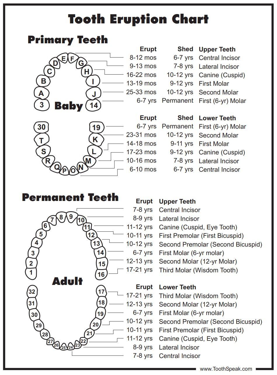 tooth eruption chart